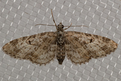 7476 (Eupithecia misturata)