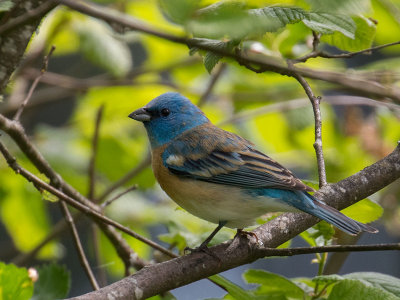 Lazuli Bunting