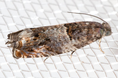 3308 Epinotia albangulana
