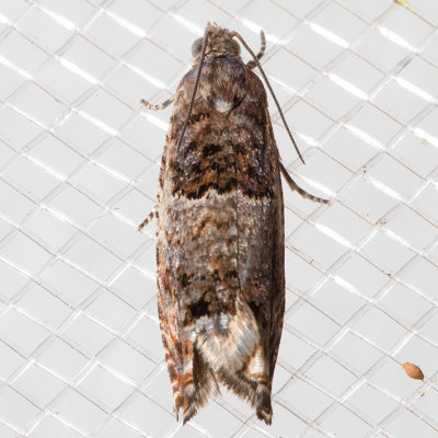 3308 Epinotia albangulana
