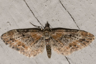 7496 (Eupithecia rotundopuncta)