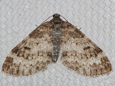 7640 Powdered Bigwing (Lobophora nivigerata)