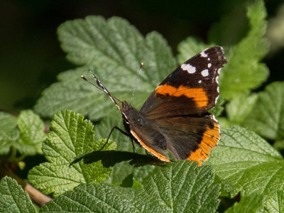 4437 Red Admiral (Vanessa atalanta)