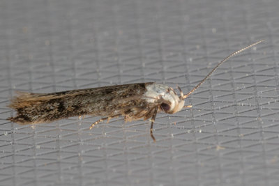 1067 White-shouldered House-Moth (Endrosis sarcitrella)