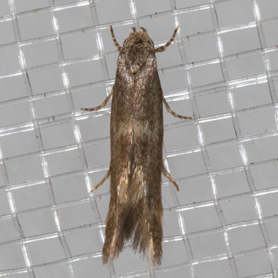 1132.97 Elachista sp.
