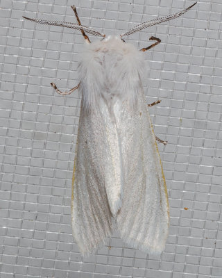 8140 Fall Webworm Moth (Hyphantria cunea)
