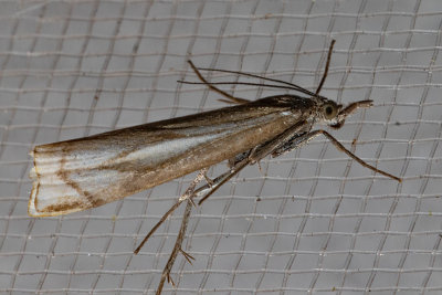 5345 Whitmer's Sod Webworm Moth (Crambus whitmerellus)