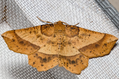 6737 Mottled Euchlaena (Euchlaena tigrinaria)