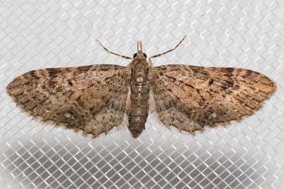 7474 Common Eupithecia (Eupithecia miserulata)
