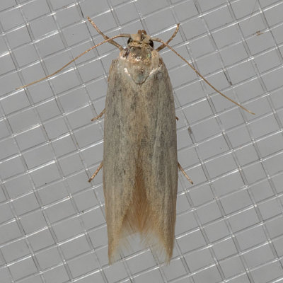1081  Elachista epimicta    (Elachista epimicta)