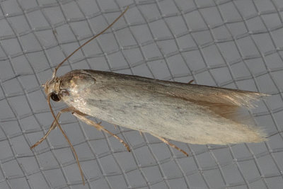1081  Elachista epimicta    (Elachista epimicta)