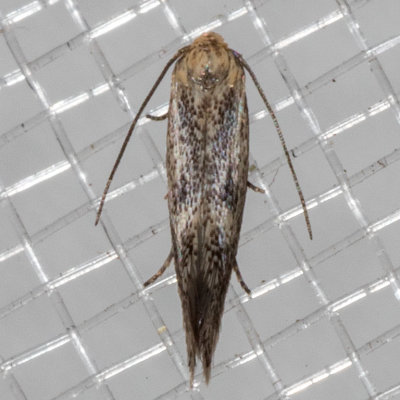 1132.97 Elachista sp.