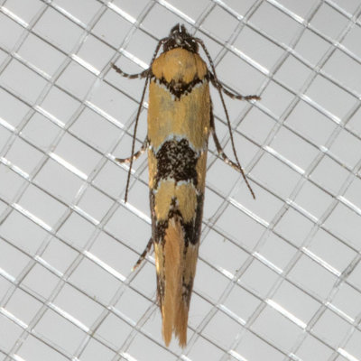 1045 Decantha stonda (Decantha stonda)