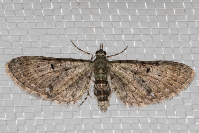 7474 Common Eupithecia (Eupithecia miserulata)