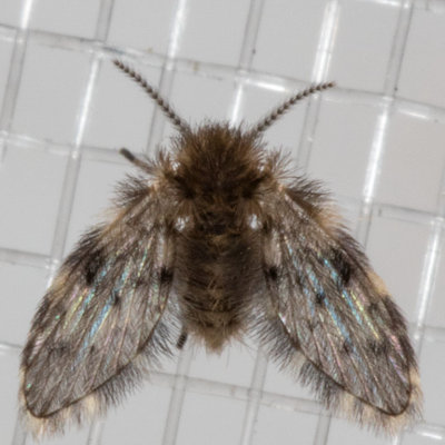 Moth Flies (Psychodinae)