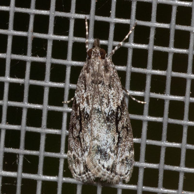 4730 Eudonia spenceri (Eudonia spenceri) (T)