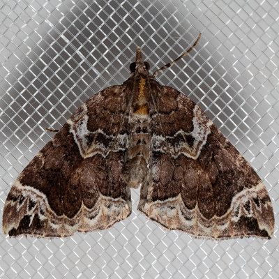 7207 Northwestern Phoenix moth (Eulithis xylina)