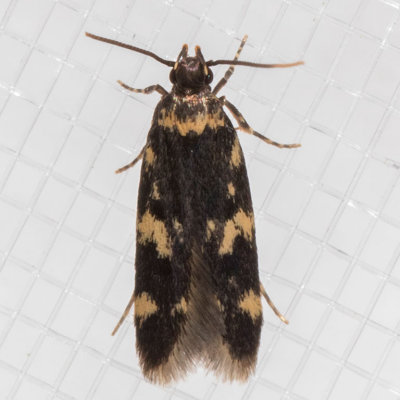 1134 Four-spotted Yellowneck Moth(Oegoconia novimundi)