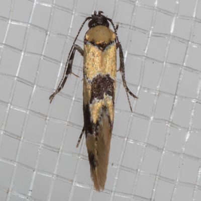 1045 Decantha stonda (Decantha stonda)