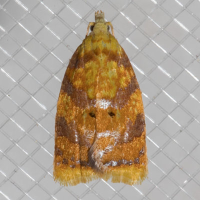 3502 Red-edged Acleris (Acleris albicomana)