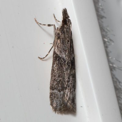 170731moth8092.jpg