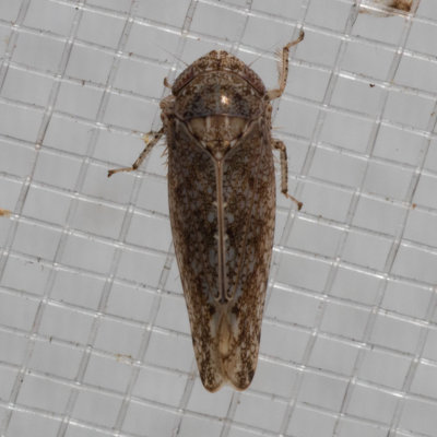 (Paraphlepsius irroratus) Bespeckled Leafhopper