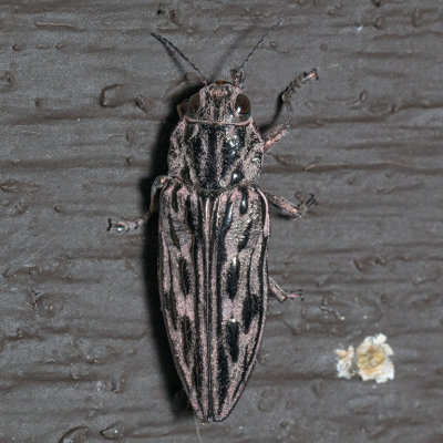 Western Sculptured Pine Borer (Chalcophora angulicollis)