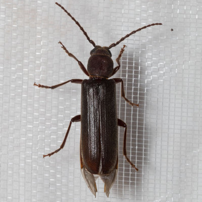 170802beetle8182.jpg