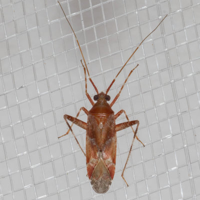Phytocoris sp.