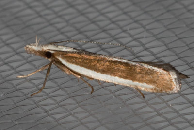 2282 Juniper Webworm (Dichomeris marginella)