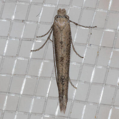 0466 Morning-Glory Leaf Miner (Bedellia somnulentella)
