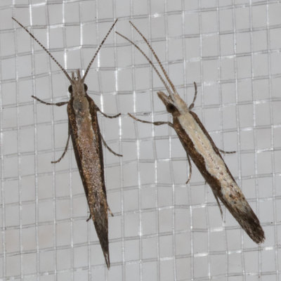 2366 Diamondback Moth (Plutella xylostella)