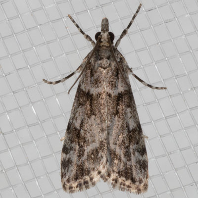 170803moth8257.jpg