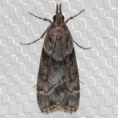 4726 Eudonia torniplagalis (Eudonia torniplagalis)