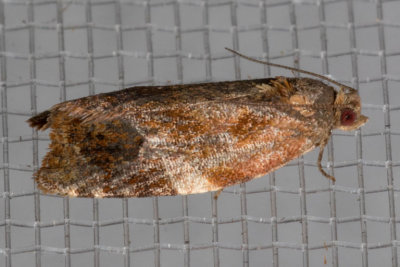 3692 Apricot moth    (Ditula angustiorana)