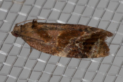 3692 Apricot moth    (Ditula angustiorana)