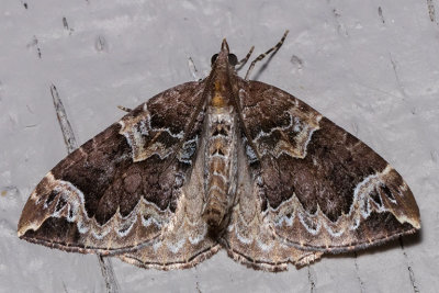7207 Northwestern Phoenix moth (Eulithis xylina)