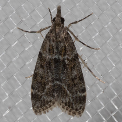 4735 Eudonia echo