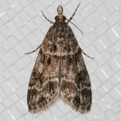 4735 Eudonia echo