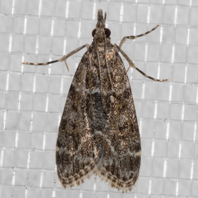 4735 Eudonia echo