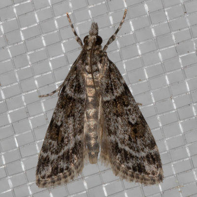 4735 Eudonia echo