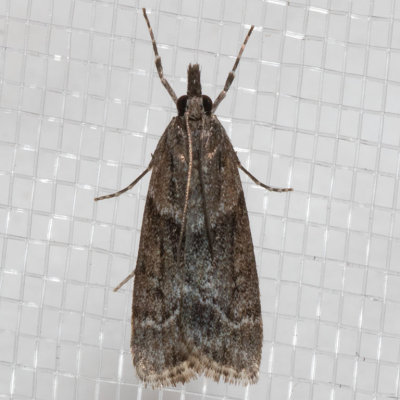 4726 Eudonia torniplagalis (Eudonia torniplagalis)