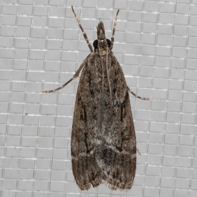 4722 (Eudonia rectilinea)