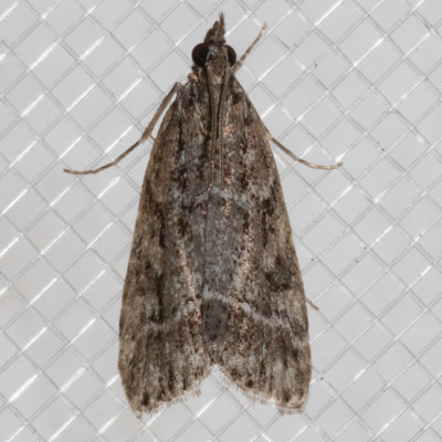 4722 (Eudonia rectilinea)