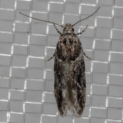 1783 Lesser Bud Moth (Recurvaria nanella)