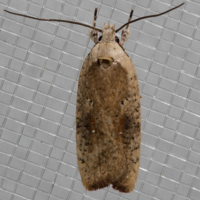 g10/56/255356/3/165967371.VhxloOJn.jpg