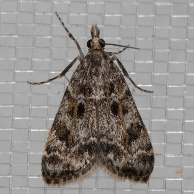 4735 Eudonia echo