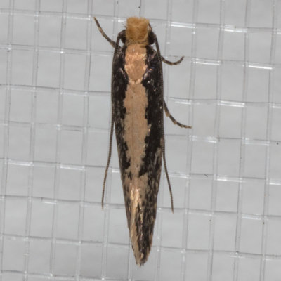 0415 Bird Nest Moth    (Monopis crocicapitella)