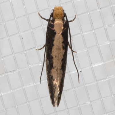 0415 Bird Nest Moth    (Monopis crocicapitella)