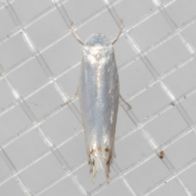 0475 Cottonwood Leafminer Moth    (Paraleucoptera albella)
